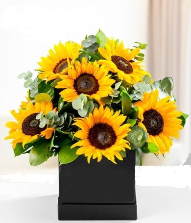 SUNFLOWERS BOX