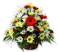Gerberas and Daisies Basket