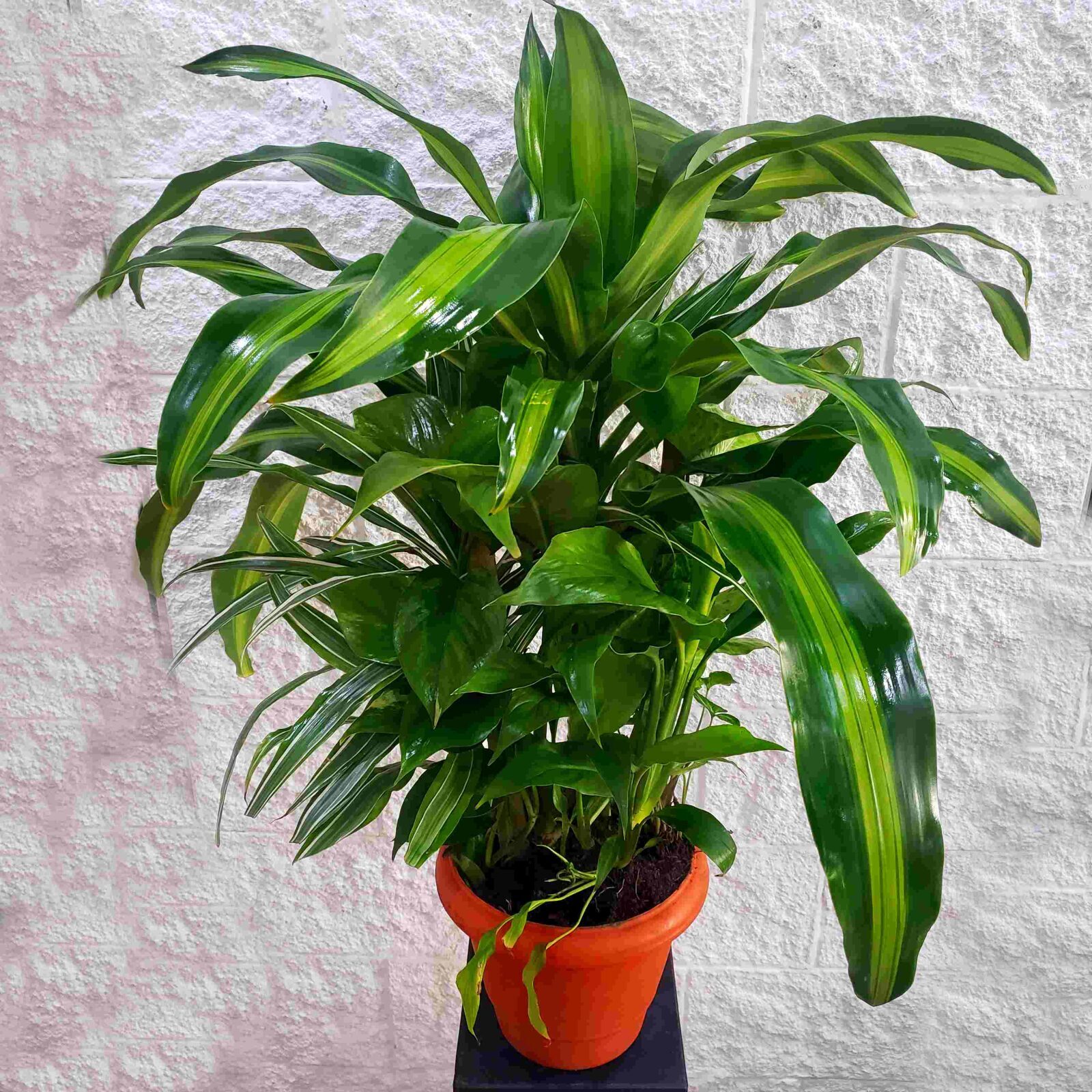 Medium plant set