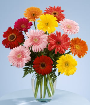 Gerberas Vase