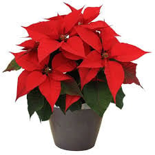 POINSETTIA (CHRISTMAS PLANT)
