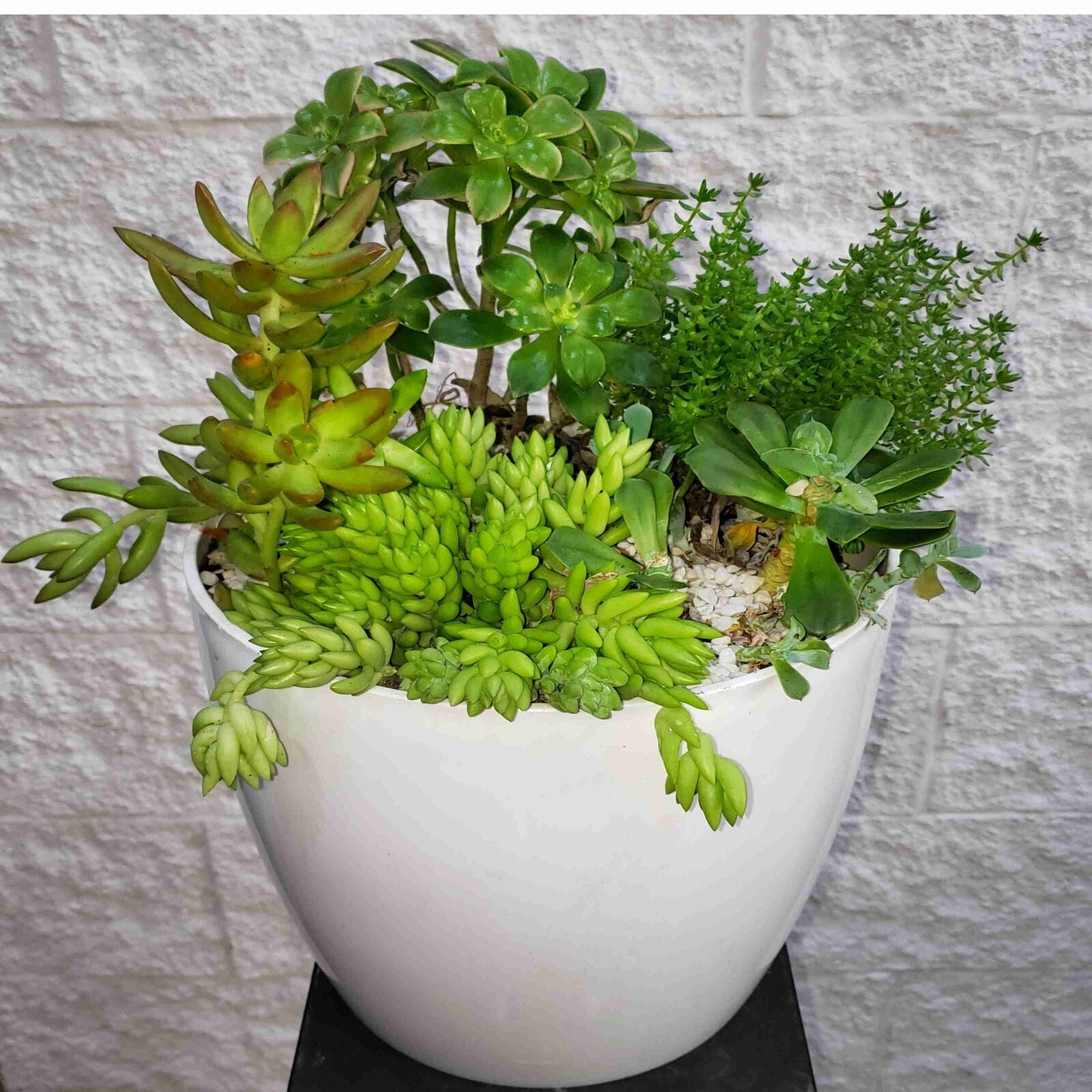 SUCCULENT PLANTER