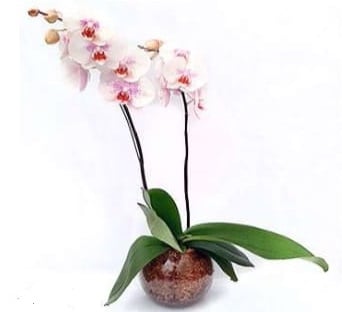 Phaleanopsis orchid 2 stems in glass pot