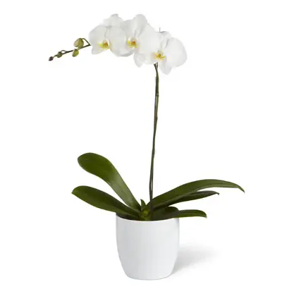 Planta Orquidea