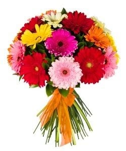 Round bouquet 24 Premium gerberas