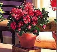 Large flower plant