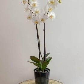 double orchid plant