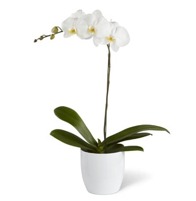 ORCHID PLANT