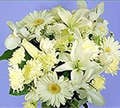 White Bouquet