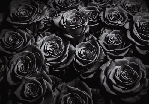 BLACK ROSES