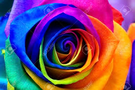 RAINBOW ROSES