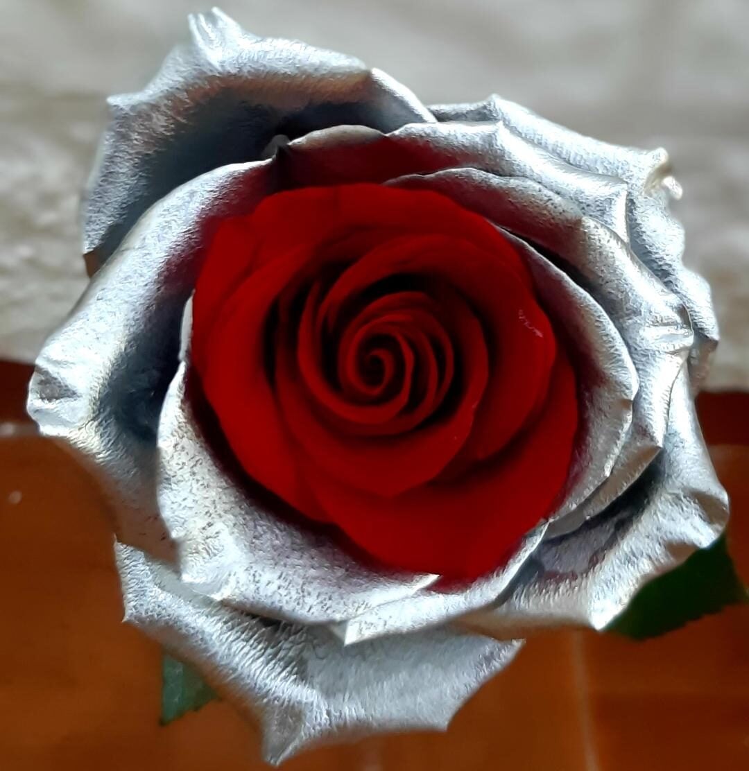 ROSE RED SILVER