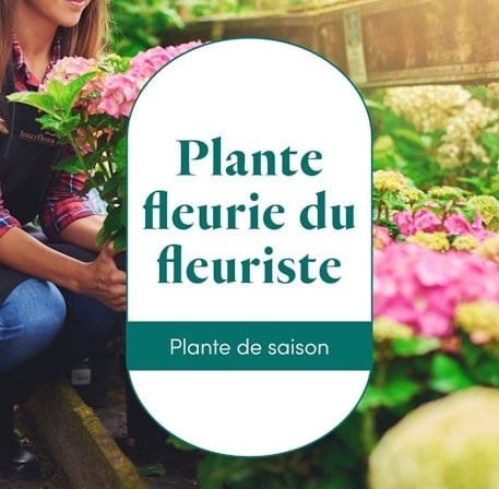 The florist's flowering plant (Normal)