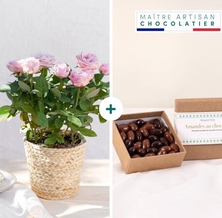 Rosebush and its chocolate almonds