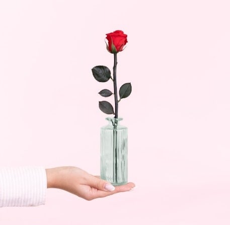 Eternal rose and its soliflore