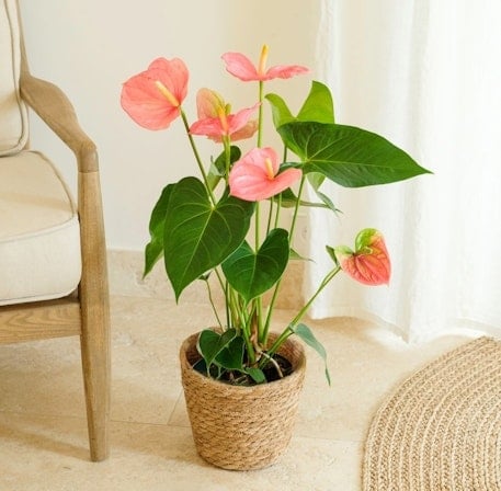 Anthurium (Without a Flowerpot Cover)