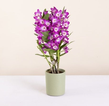 Dendrobium (Without a Flowerpot Cover)