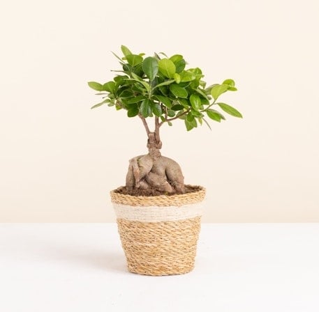 Ficus Ginseng (Without a Flowerpot Cover)