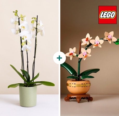 LEGO® Orchid Duo