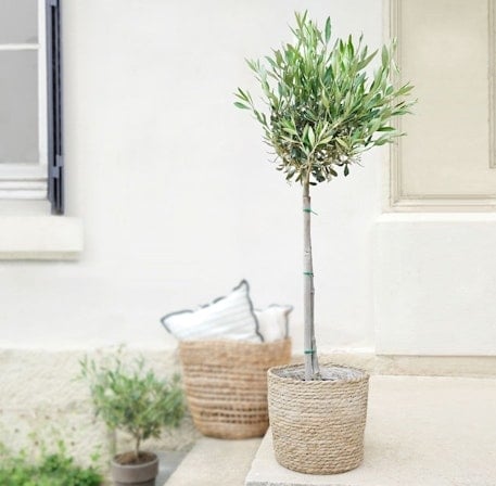 Olive tree stem and its pot (Without a Flowerpot Cover)