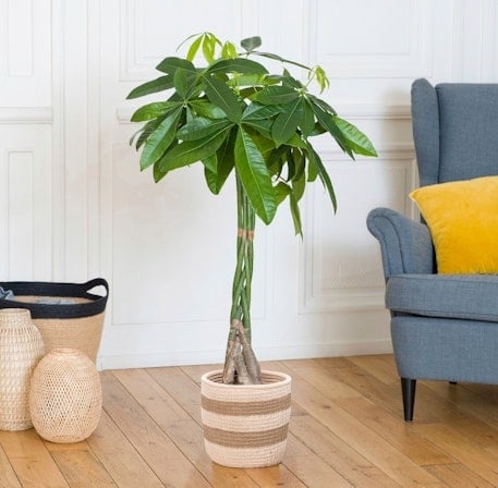 Pachira Aquatica (Without a Flowerpot Cover)