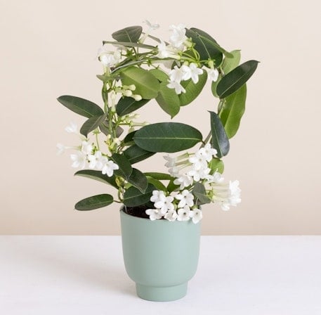 Stephanotis (Without a Flowerpot Cover)