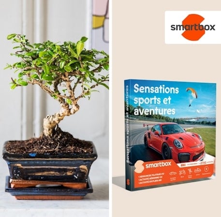 Bonsai and Adventures Duo