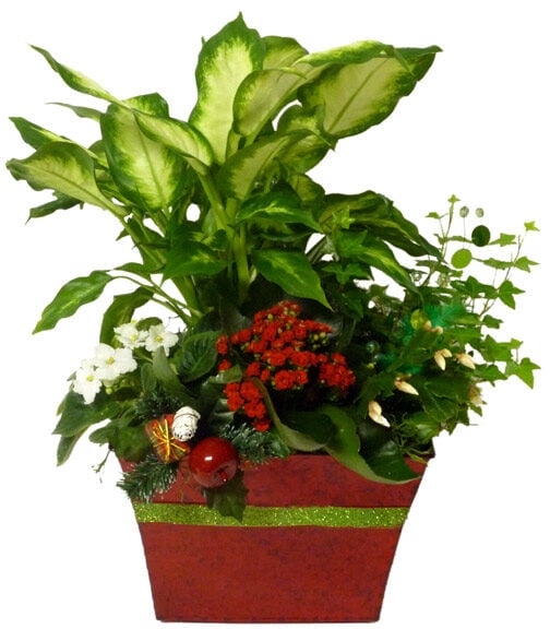 The Yuletide Cheer Plant (Shown)