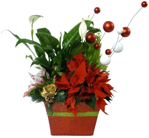 The Winter Wonderland Plant (Shown)