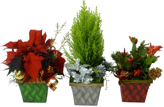 The Three Little Elves Plant (Shown)