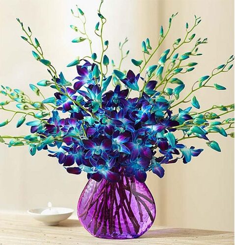 Blue Sonia Orchids