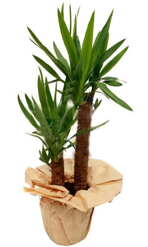 Yucca Indoor Plant - Romanian Flowershop