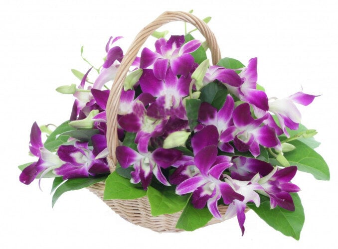 Orchid Basket Delivery In Romania (Standard)