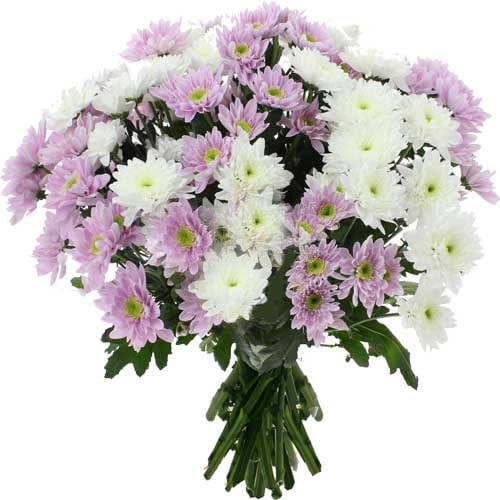 Flowers Florist Romania - Purple And White Daisies (Standard)