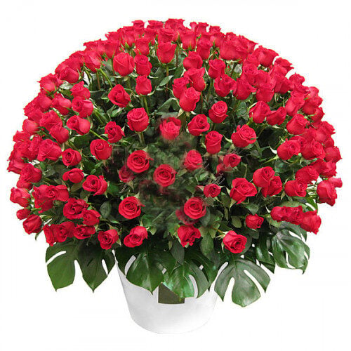 Huge Red Rose Bouquet - In Love Forever - Romania (Standard)