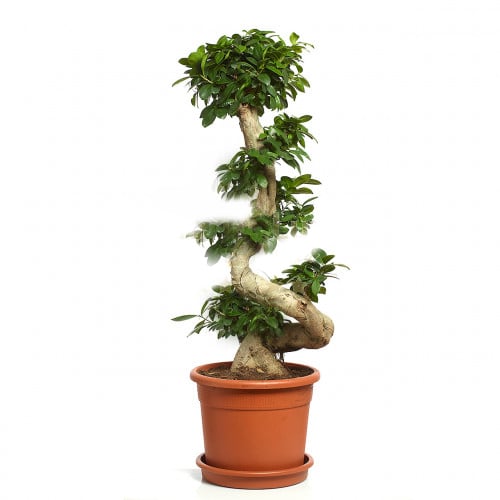 1.5 M Bonsai Tree In Romania