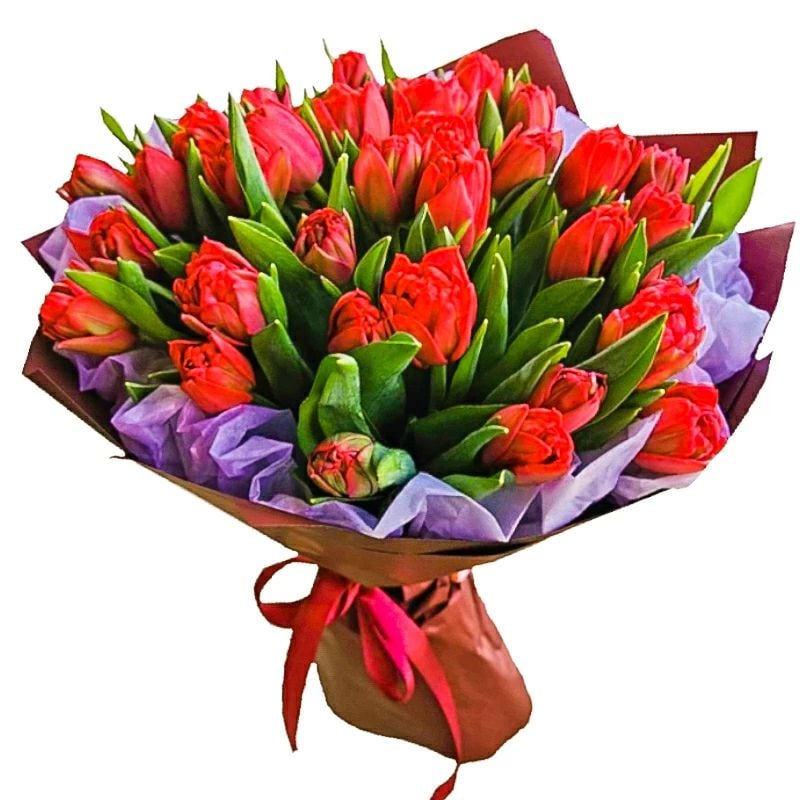 Scarlet Elegance (Regular)