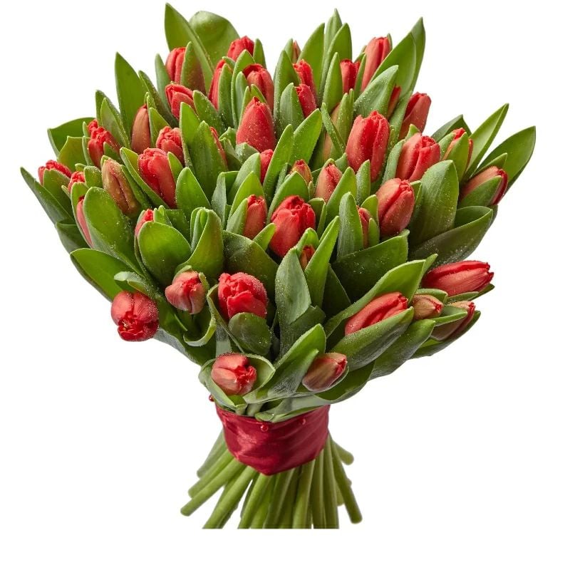 51 Red Tulips (Regular)