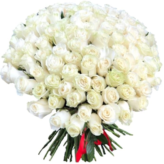 101 Luxury White Roses