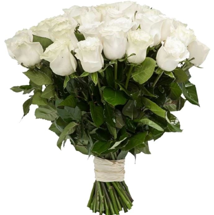 39 Luxury White Roses