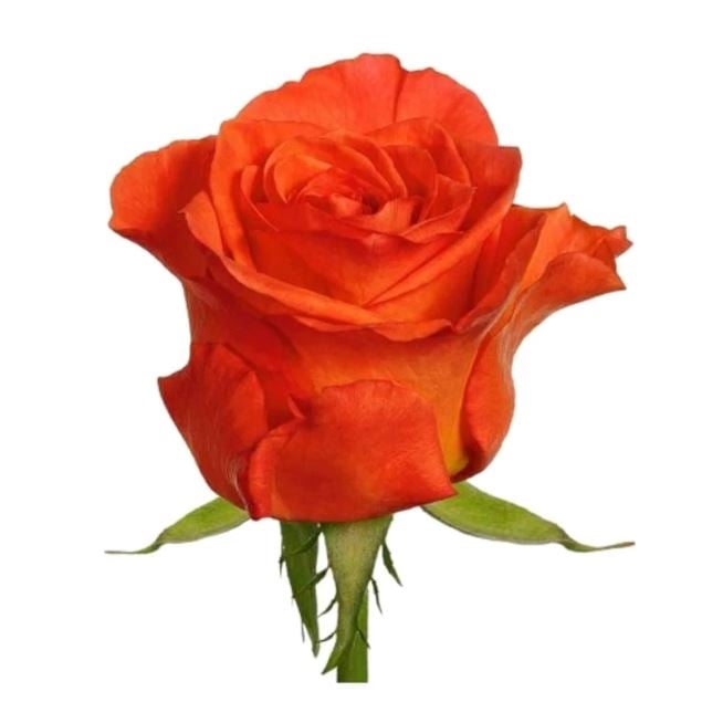 Orange Roses by 5 Stems (Regular)