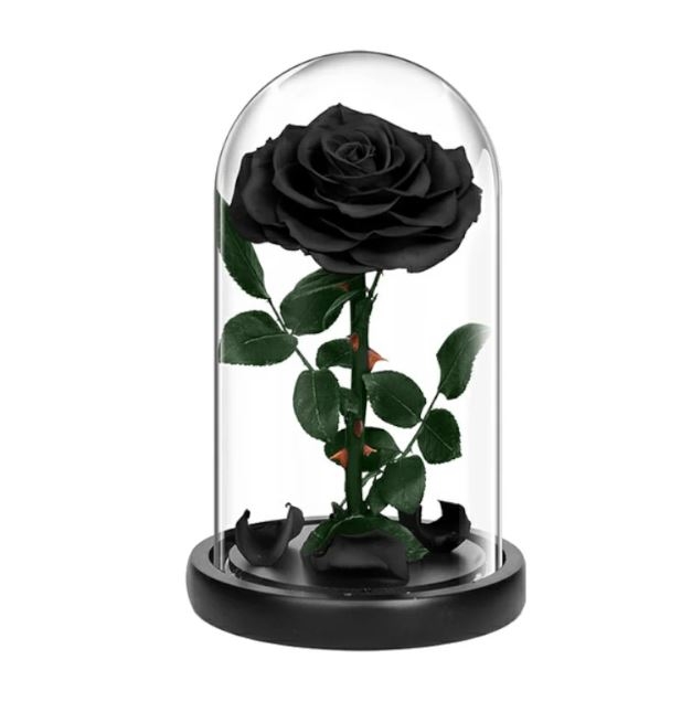Eternal Black Rose (Regular)