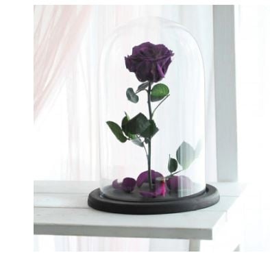Eternal Purple Rose (Regular)