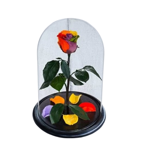 Eternal Rainbow Rose (Regular)