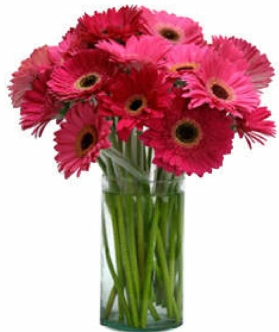 25 Gerbera Daisies