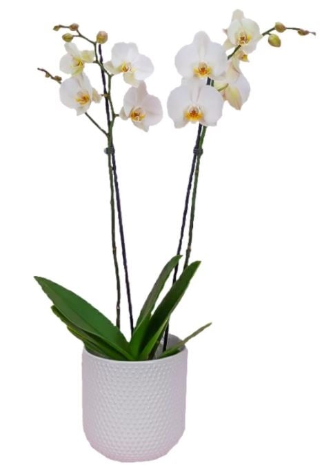 Large Orchid