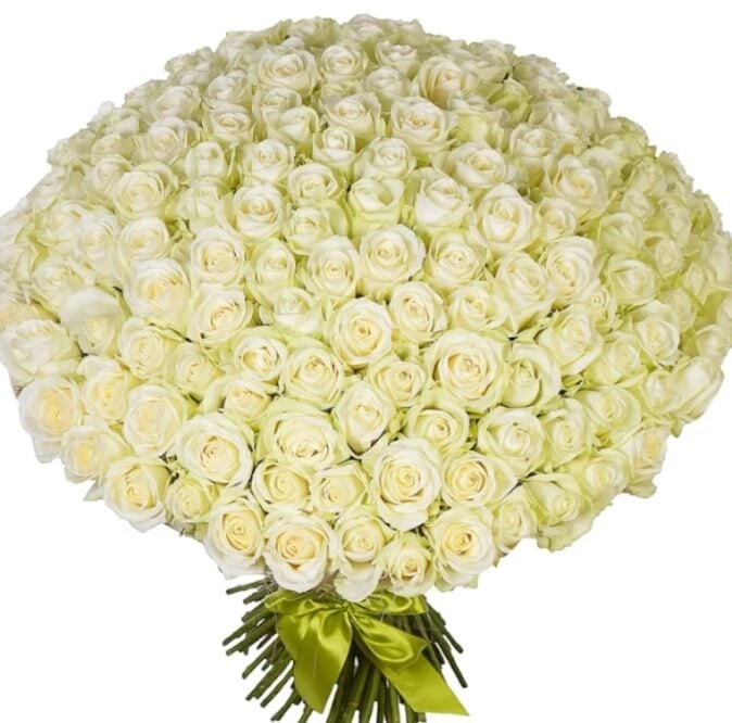101 White Roses