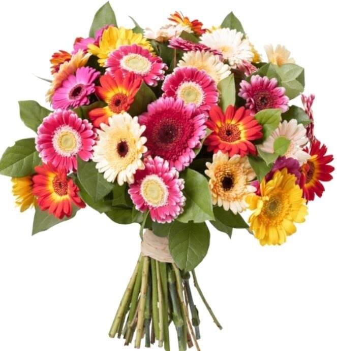 25 Gerbera Rainbow