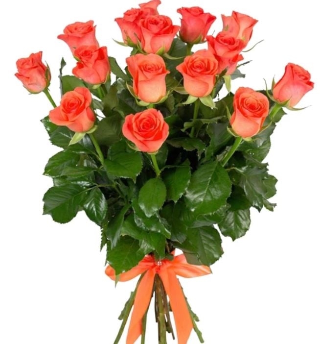 15 Coral Roses