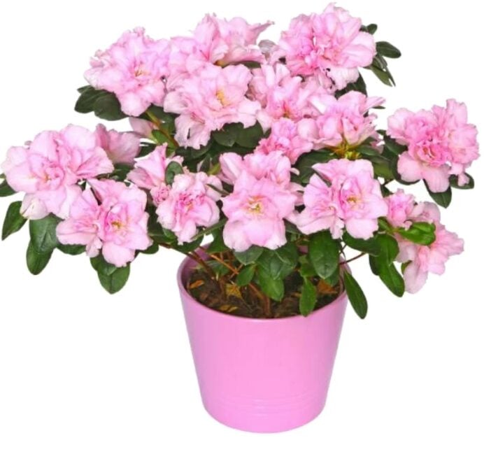 Azalea Plant